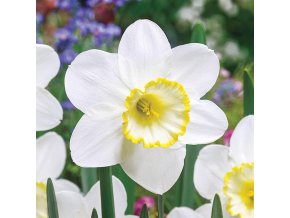 Narcis Frosty snow 1