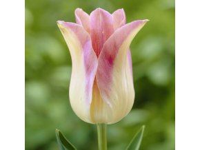 Tulipany Elegant Lady 2