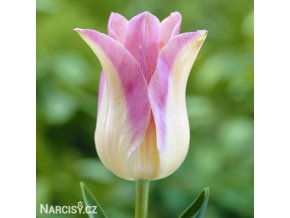 biloruzovy tulipan elegant lady 1