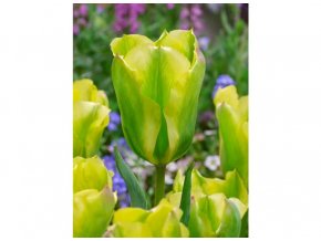 Tulipán Formosa 3