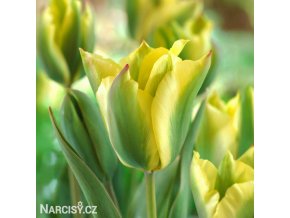 zelenozluty tulipan formosa 1