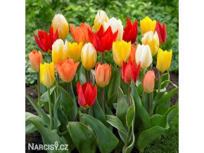 smes tulipany fosteriana mix barev 1