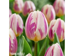 ruzovobily tulipan happy feet 1