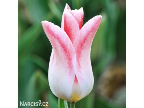 ruzovobily tulipan holland chic 1
