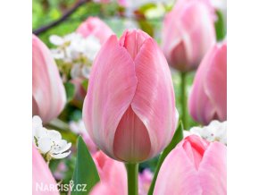 ruzovy tulipan mystic van eijk 1
