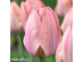 ruzovy tulipan salmon van eijk 1