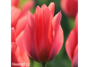 cerveny vicekvety tulipan toronto 1