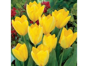 Tulipán Yellow Purissima