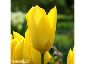 zluty tulipan yellow purissima 1