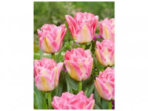 Tulipany Pink delight 3