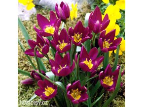 fialovy tulipan odalisque 1