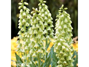 bily rebcik fritillaria persica alba 1