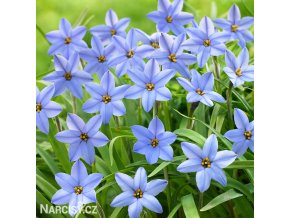 ipheion modry 1