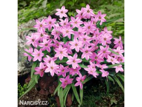 ipheion ruzovy 1