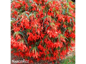 cervena previsla begonie bertinii santa cruz 1