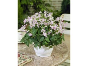 Oxalis fanny triangularis 21