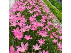 Zephyranthes rosea 3