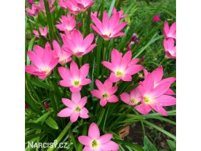 zephyranthes rosea destova lilie ruzova 1