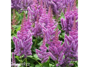 astilbe hyacintova cechrava 1