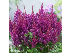 astilbe fialova cechrava 1