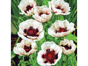 Papaver bílý 04