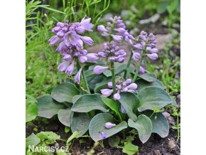 bohyska hosta mouse ears 1