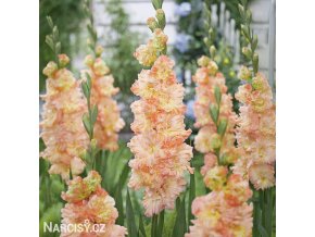 oranzovy mecik queen elizabeth 1