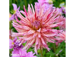 strapata ruzova jirina alain mimoun 1