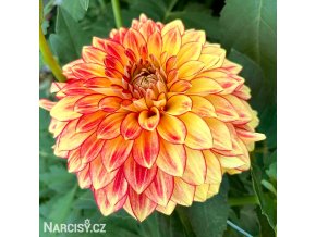 cervenozluta jirina lake ontario 1