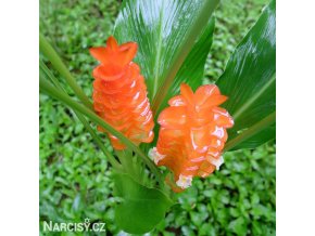 oranžová kurkuma roscoeana orange 3