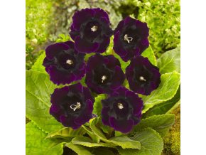 Gloxínie Violacea 4