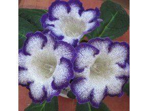 Gloxínie Tigrinia Blue 4