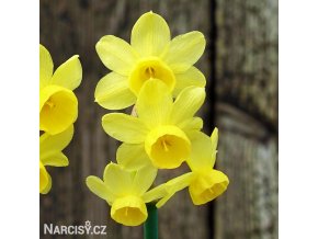 zluty narcis angels whisper 1