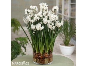 bily narcis paperwhite ziva 1