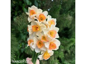 vicekvety bilo oranzovy narcis yazz 1