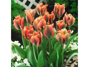 oranzovy tulipan artist viridiflora 1