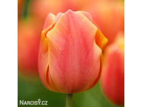 oranzovy tulipan jimmy 1