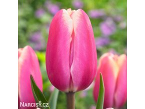 ruzovy tulipan jumbo pink 1