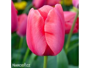 ruzovy tulipan lady van eijk 1