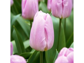ruzovy tulipan light pink prince 1