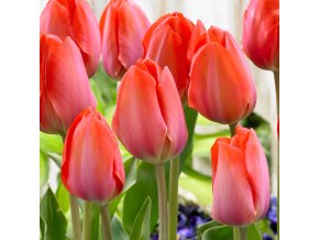 Tulip Orange Van Eijk 0006521 3 04401