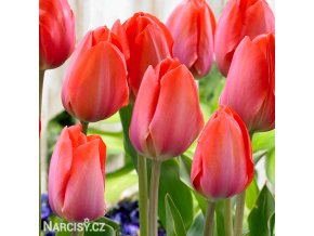 oranzovy tulipan orange van eijk 1