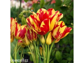 cervenozluty tulipan vicekvety wonder club 1