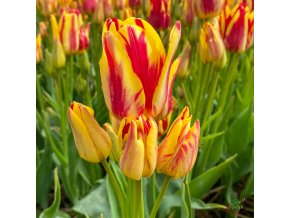 Tulipán Wonder Club 1