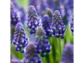 fialovy modrenec muscari night eyes 1