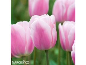 ruzovy tulipan synaeda amor 1