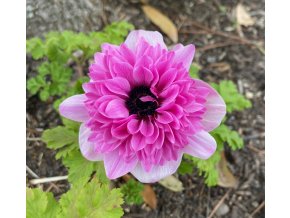 The Admiral coronaria 04