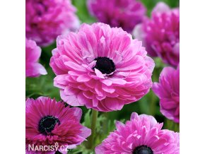 ruzova sasanka anemone the admiral 1