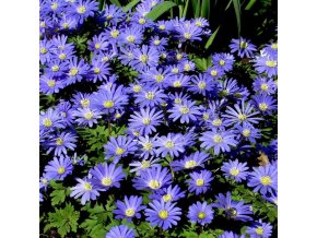 anemone blanda blue shades 06
