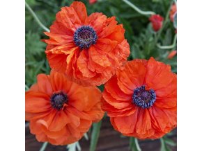 Papaver May Queen 02